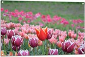 Tuinposter – Veld Vol Bloeiende Tulpen in Verschillende Kleuren Roze - 105x70 cm Foto op Tuinposter (wanddecoratie voor buiten en binnen)