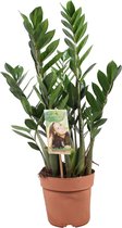 Plant in a Box - Zamioculcas Zamiifolia- ZZ plant - Zeer gemakkelijke te verzorgen groene kamerplant - Glanzende veervormige bladeren - Pot 17cm - Hoogte 55-65cm