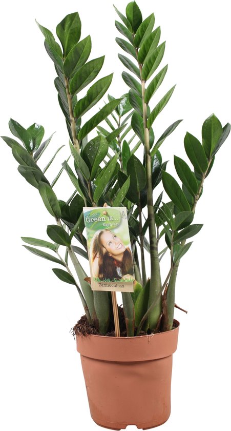 Foto: Plant in a box zamioculcas zamiifolia zz plant zeer gemakkelijke te verzorgen groene kamerplant glanzende veervormige bladeren pot 17cm hoogte 55 65cm