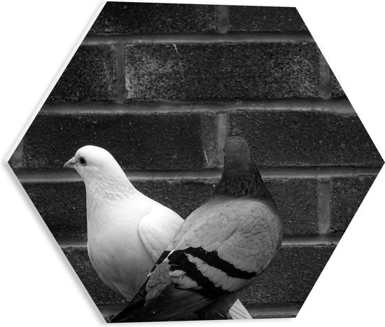 PVC Schuimplaat Hexagon - Witte en Grijze Duif tegen Muur (Zwart- wit) - 40x34.8 cm Foto op Hexagon (Met Ophangsysteem)