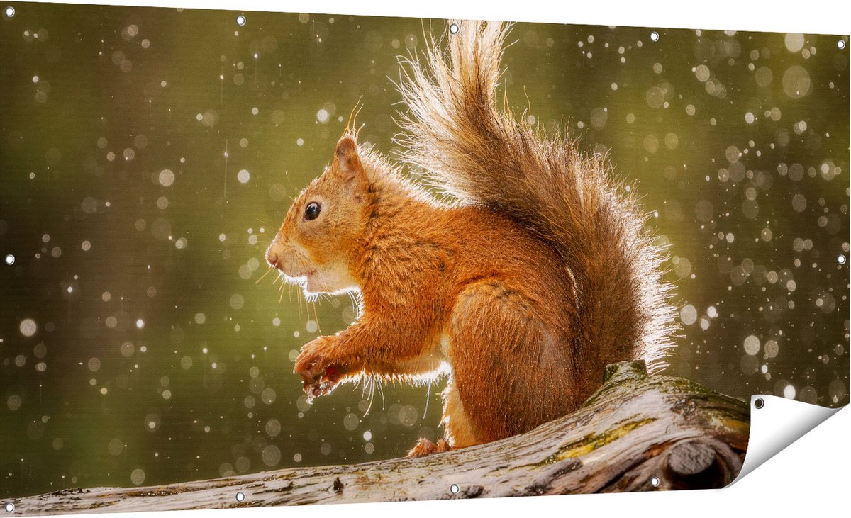 Gards Tuinposter Eekhoorn in de Regen - 180x90 cm - Tuindoek - Tuindecoratie - Wanddecoratie buiten - Tuinschilderij Multikleur