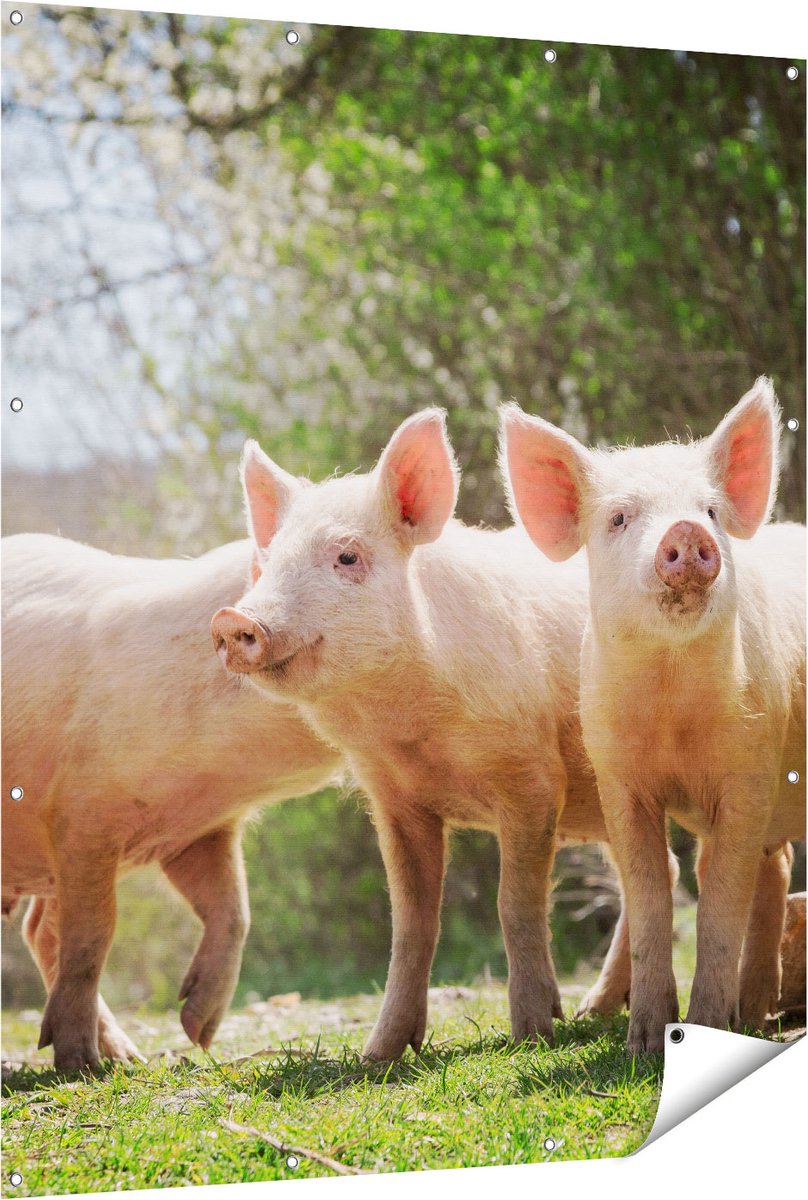 Gards Tuinposter Groep Jonge Varkens - 120x150 cm - Tuindoek - Tuindecoratie - Wanddecoratie buiten - Tuinschilderij Multikleur
