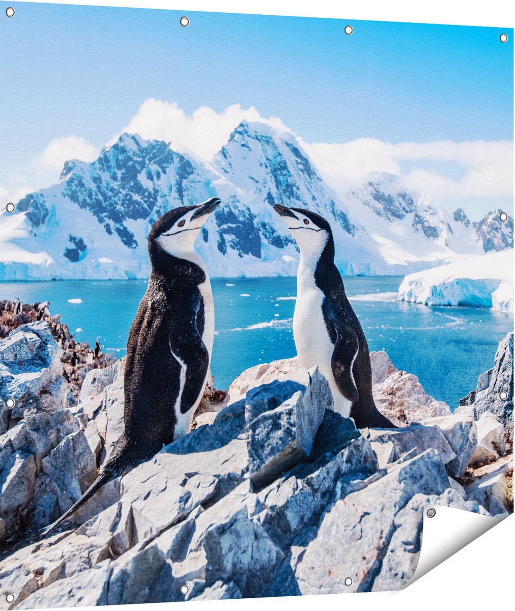 Gards Tuinposter Twee Pingu�ns op Stenen in Antarctica - 110x110 cm - Tuindoek - Tuindecoratie - Wanddecoratie buiten - Tuinschilderij Multikleur