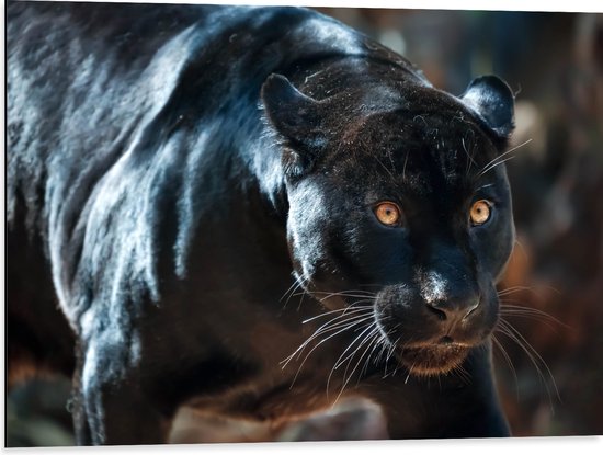 Dibond - Gespierde Zwarte Jaguar met Gespreide Ogen - 80x60 cm Foto op Aluminium (Wanddecoratie van metaal)