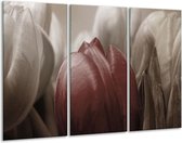 GroepArt - Schilderij -  Tulp - Bruin, Grijs, Wit - 120x80cm 3Luik - 6000+ Schilderijen 0p Canvas Art Collectie
