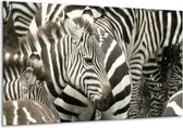 Schilderij Op Canvas Zebra - Zwart, Wit, Grijs - 120x70cm 1Luik - Foto Op Canvas - GroepArt 6000+ Schilderijen 0p Canvas Art Collectie - Wanddecoratie - Woonkamer - Slaapkamer - Canvas Print