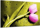 Glasschilderij Tulp - Roze, Groen, Wit - 120x70cm 1Luik - Foto Op Glas - Geen Acrylglas Schilderij - GroepArt 6000+ Glasschilderijen Art Collectie - Wanddecoratie - Woonkamer - Slaapkamer