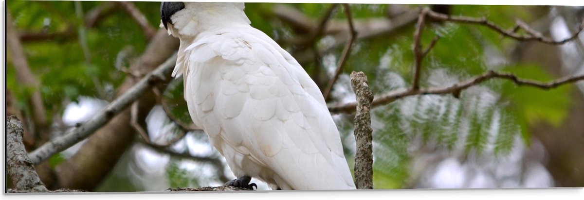 Dibond - Kaketoe Vogel met Gele Kuif op Dikke Boomstam - 90x30 cm Foto op Aluminium (Wandd