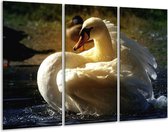 Peinture sur verre cygne | Blanc, jaune, gris | 120x80cm 3 Liège | Tirage photo sur verre |  F001428