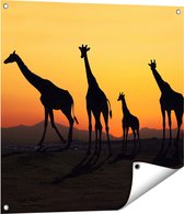 Gards Tuinposter Vier Giraffe Silhouetten bij Zonsondergang - 70x70 cm - Tuindoek - Tuindecoratie - Wanddecoratie buiten - Tuinschilderij