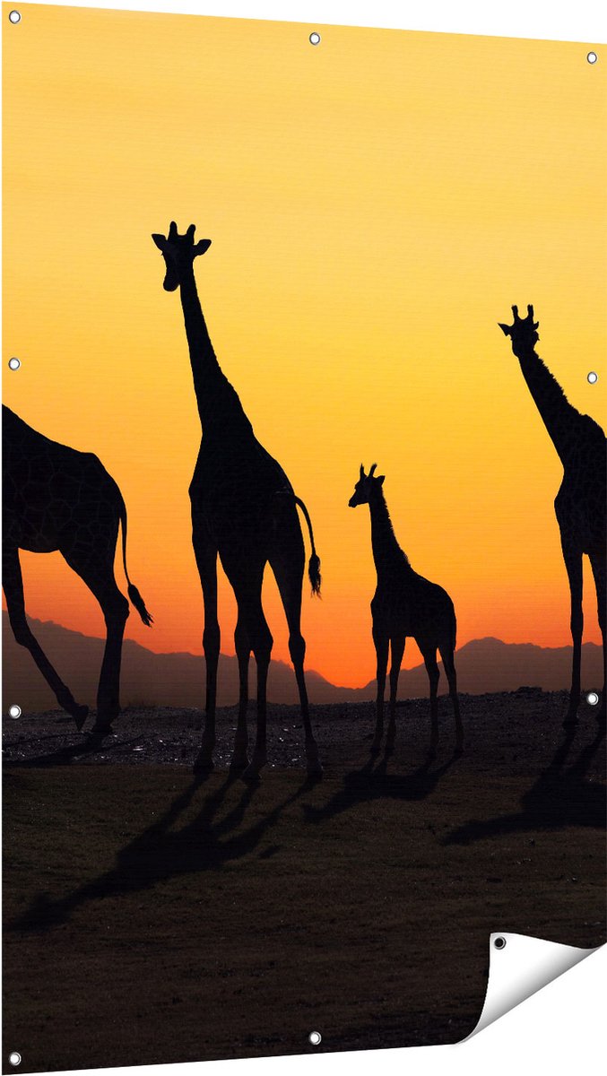 Gards Tuinposter Vier Giraffe Silhouetten bij Zonsondergang - 100x150 cm - Tuindoek - Tuindecoratie - Wanddecoratie buiten - Tuinschilderij Multikleur