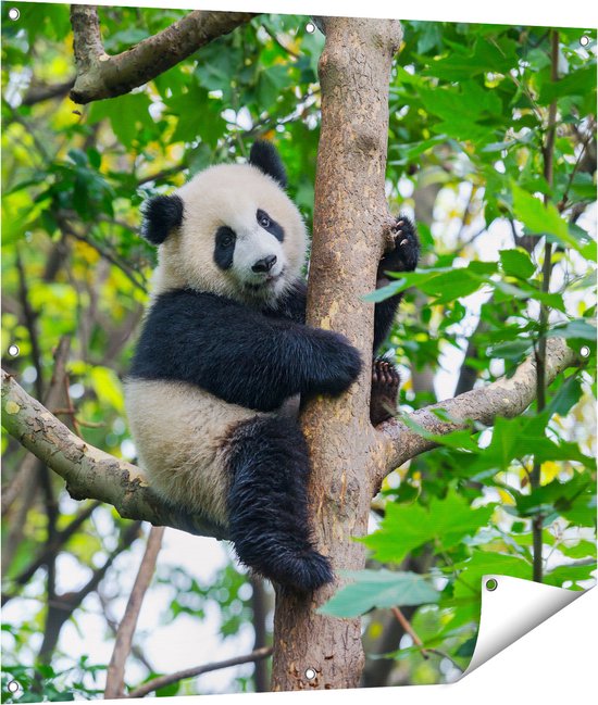 Gards Tuinposter Panda in de Bomen - 100x100 cm - Tuindoek - Tuindecoratie - Wanddecoratie buiten - Tuinschilderij