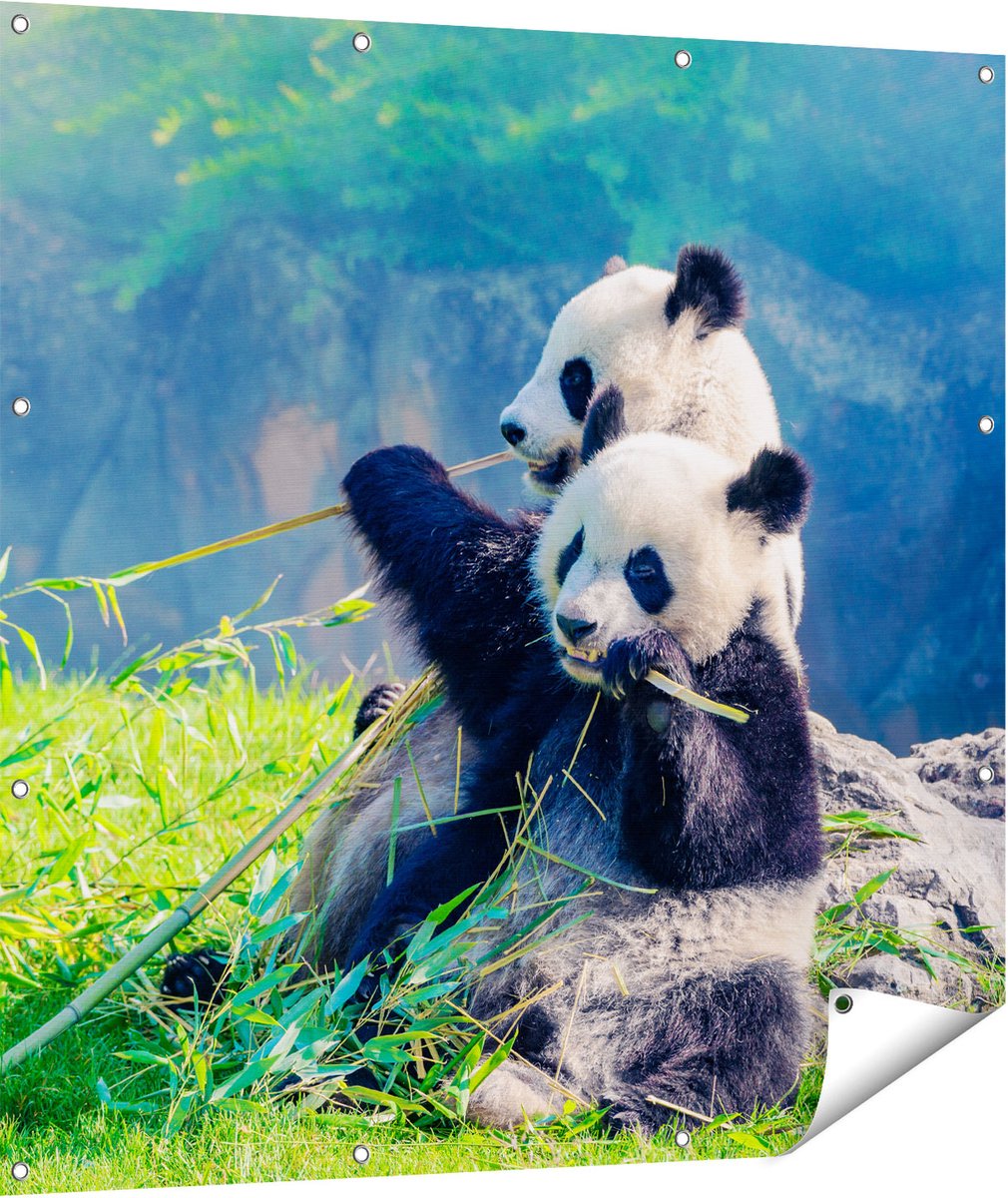 Gards Tuinposter Twee Panda's Eten Bamboe Riet - 110x110 cm - Tuindoek - Tuindecoratie - Wanddecoratie buiten - Tuinschilderij Multikleur
