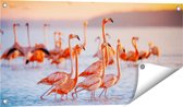 Gards Tuinposter Kudde Flamingo's in het Water - 80x40 cm - Tuindoek - Tuindecoratie - Wanddecoratie buiten - Tuinschilderij