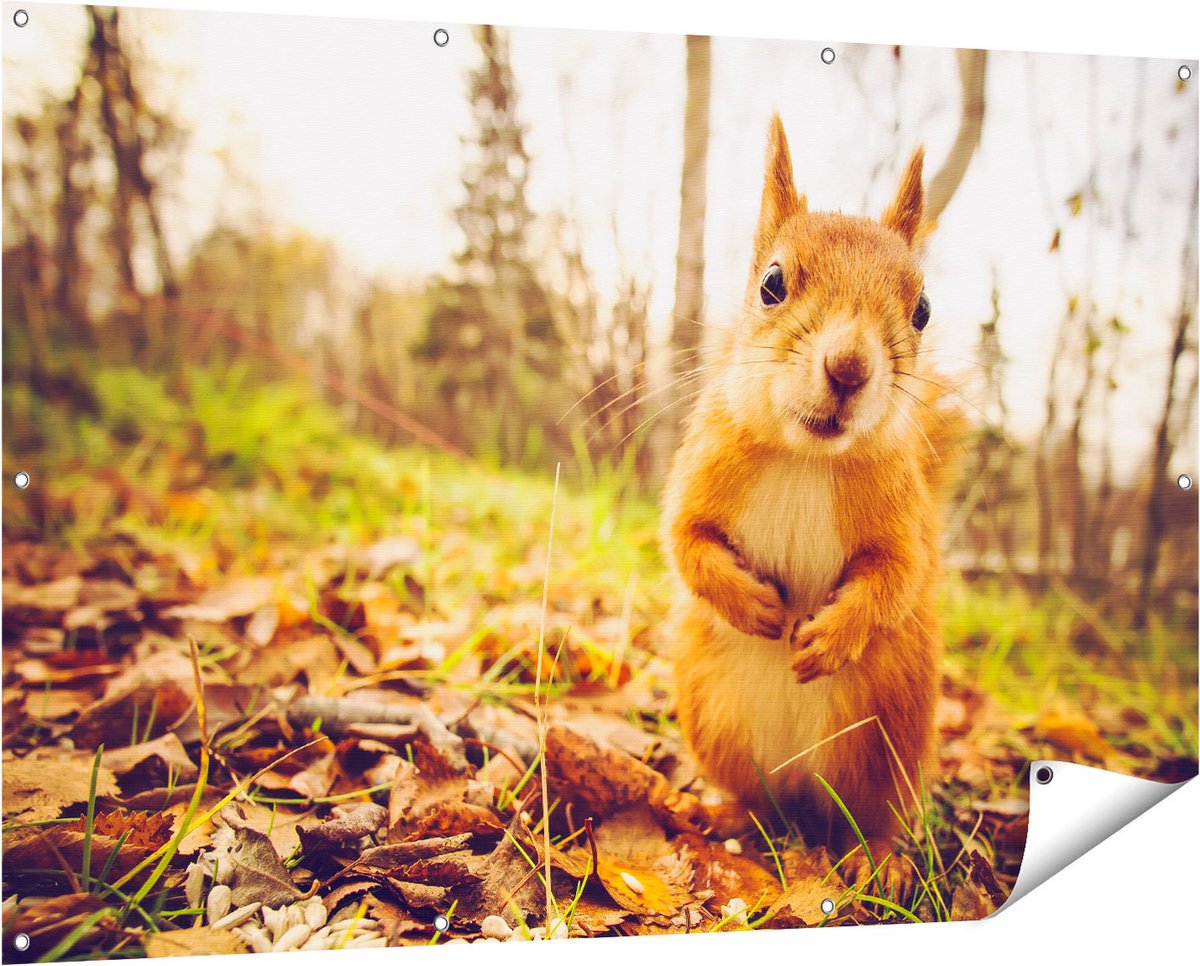 Gards Tuinposter Eekhoorn in het Bos tijdens de Herfst - 150x100 cm - Tuindoek - Tuindecoratie - Wanddecoratie buiten - Tuinschilderij Multikleur