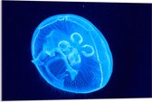 Acrylglas - Lichtblauwe Kwal in Donkerblauwe Zee - 90x60 cm Foto op Acrylglas (Wanddecoratie op Acrylaat)