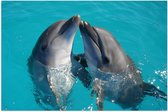 Poster Glanzend – Duo Dolfijnen in de Helderblauwe Zee - 90x60 cm Foto op Posterpapier met Glanzende Afwerking