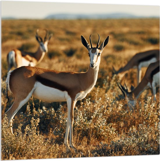 Acrylglas - Groep Springbokken in Droog Graslandschap in de Zon - 100x100 cm Foto op Acrylglas (Met Ophangsysteem)