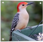 Tuinposter – Opzijkijkende Roodbuikspecht Vogel op Houten Kistje - 50x50 cm Foto op Tuinposter (wanddecoratie voor buiten en binnen)