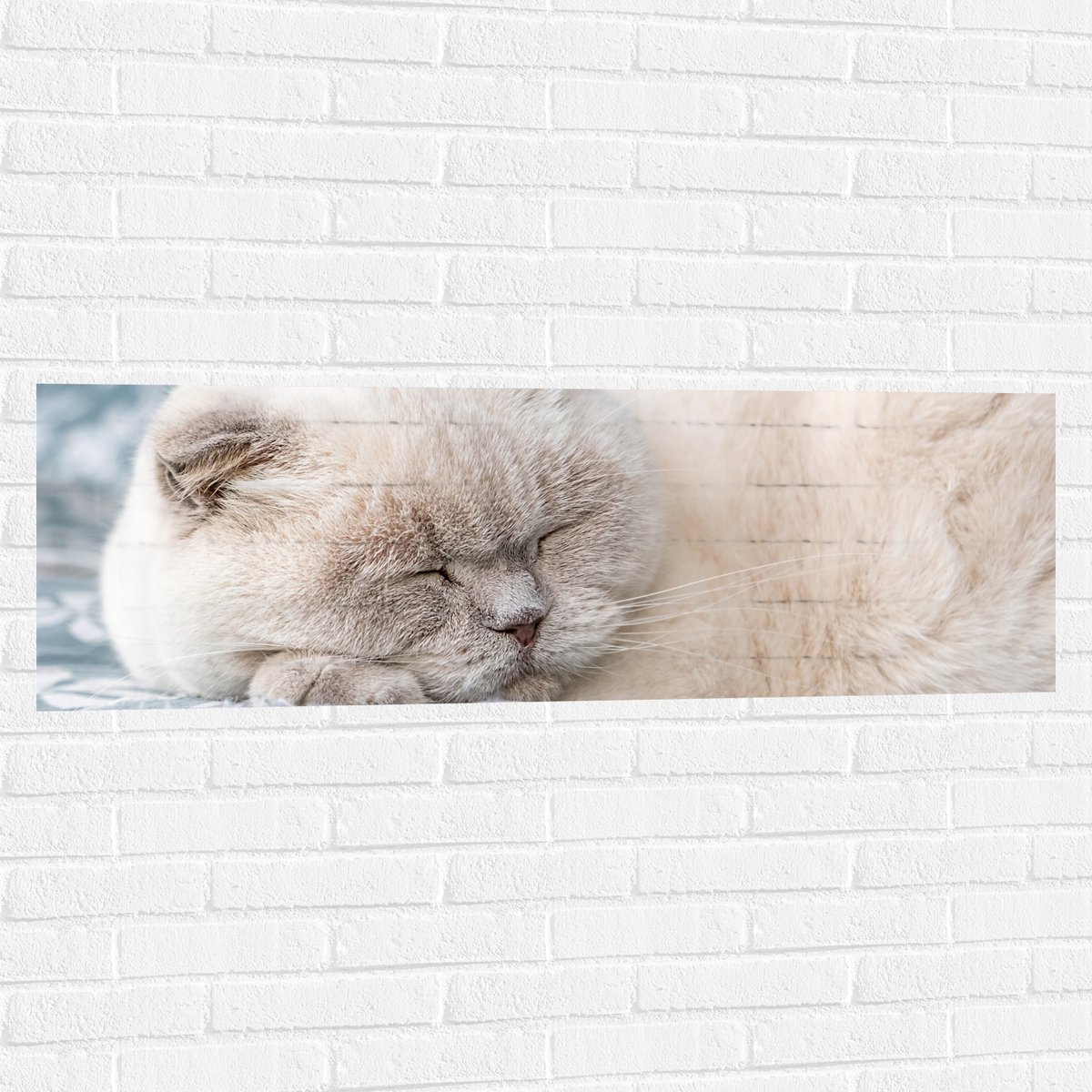 Muursticker - Slapende Beige Briste Korthaar op Blauw met Witte Bank - 120x40 cm Foto op M