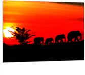 Dibond - Silhouet van Familie Olifanten Lopend over Afrikaans Landschap - 100x75 cm Foto op Aluminium (Met Ophangsysteem)