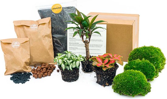 Foto: Planten terrarium pakket palm 3 terrarium planten ecosysteem plant startpakket navulling diy ecosysteem planten set inclusief planten substraat terrarium potgrond bolmos actieve kool handleiding en tips urbanjngl