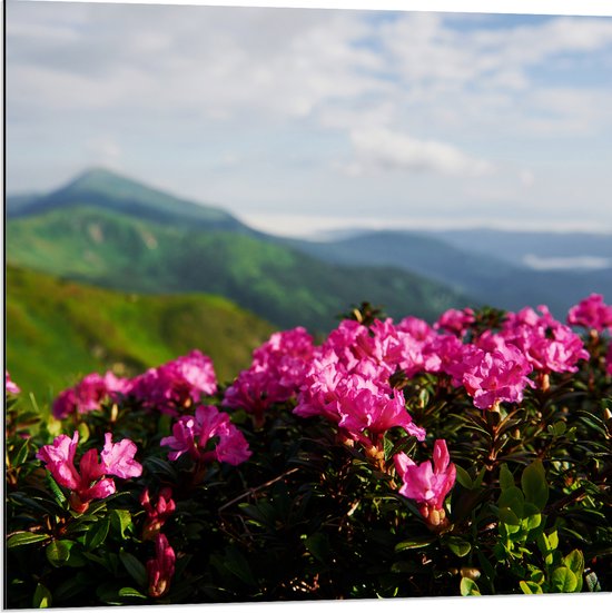 Dibond - Roze Bloemenstruik met Uitzicht over Berggebied - 80x80 cm Foto op Aluminium (Met Ophangsysteem)