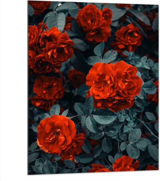 WallClassics - Dibond - Rode Volle Bloemen in Donkergroene Struik - 75x100 cm Foto op Aluminium (Wanddecoratie van metaal)
