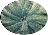 WallClassics - Dibond Ovaal - Bovenaanzicht van Groene Palmboom - 28x21 cm Foto op Ovaal (Met Ophangsysteem)