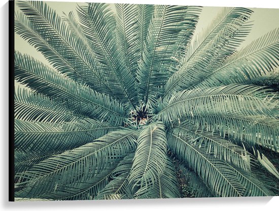 WallClassics - Canvas - Bovenaanzicht van Groene Palmboom - 100x75 cm Foto op Canvas Schilderij (Wanddecoratie op Canvas)