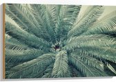 WallClassics - Hout - Bovenaanzicht van Groene Palmboom - 90x60 cm - 9 mm dik - Foto op Hout (Met Ophangsysteem)