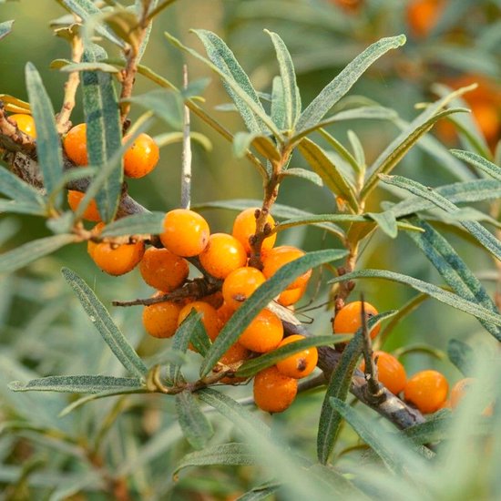duindoorn-hippophae-rhamnoides-heester-tuinplant-haagplant-bol