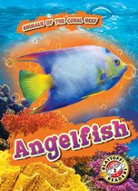 Animals of the Coral Reef - Angelfish