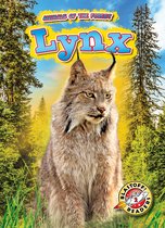 Animals of the Forest - Lynx