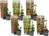 Plant in a Box - Mix van 6 Thunbergia - Geel,oranje,rood - Bloeiende klimplanten - Pot 9cm - Hoogte 25-40cm