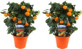 Plant in a Box - Citrus Calamondin op een rekje - Set van 2 - Mini mandarijn - Kamerplant - Pot 14cm - Hoogte 35-40cm