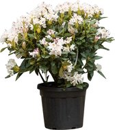 2 stuks! Rhododendron Cunninghams White Rhododendron Cunningham s W...