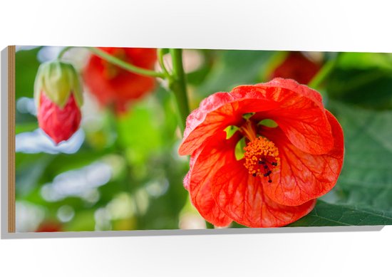 Hout - Rode Bloeiende Bloemen aan Struik - 100x50 cm - 9 mm dik - Foto op Hout (Met Ophangsysteem)