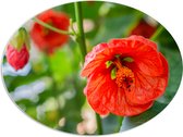 PVC Schuimplaat Ovaal - Rode Bloeiende Bloemen aan Struik - 108x81 cm Foto op Ovaal (Met Ophangsysteem)