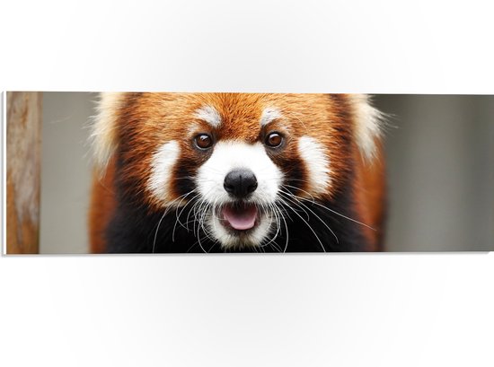PVC Schuimplaat - Portret van Rode Panda met lange Witte Snorharen - 60x20 cm Foto op PVC Schuimplaat (Met Ophangsysteem)