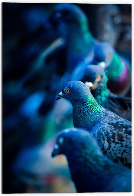 Dibond - Groep Starende Duiven in Blauw Licht - 70x105 cm Foto op Aluminium (Met Ophangsysteem)