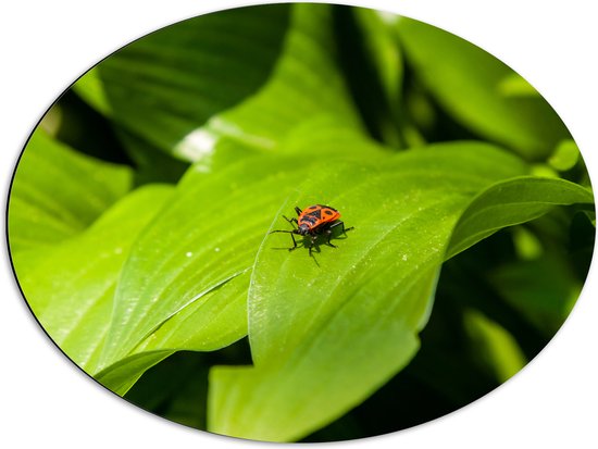 Dibond Ovaal - Rood Insect lopend op Felgroen Blad - 68x51 cm Foto op Ovaal (Met Ophangsysteem)