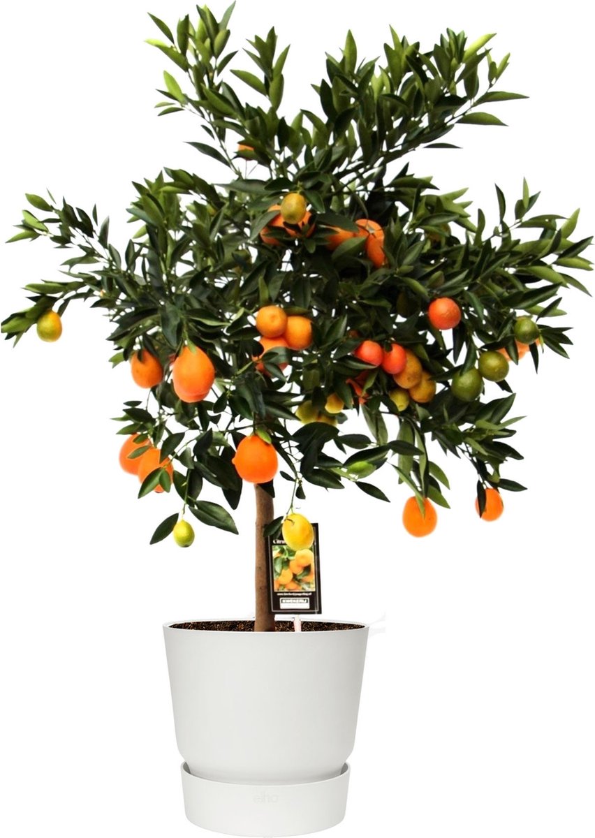 PerfectPlant - Citrus Kucle en pot décoratif outdoor ELHO Greenville Round  (blanc) ↨... | bol