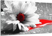 Peinture sur toile Fleur | Gris, blanc, rouge | 120x70cm 1Hatch