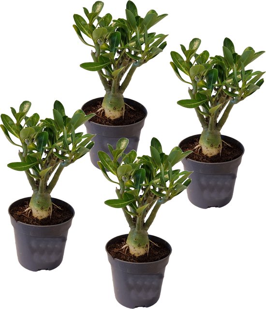 Foto: Plant in a box adenium obesum set van 2 bloeiende woestijnrozen pot 10 5cm hoogte 25 40cm