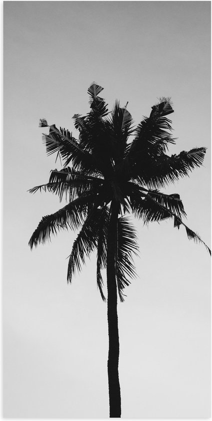 Poster Glanzend – Palmboom in het Zwart Wit - 50x100 cm Foto op Posterpapier met Glanzende Afwerking