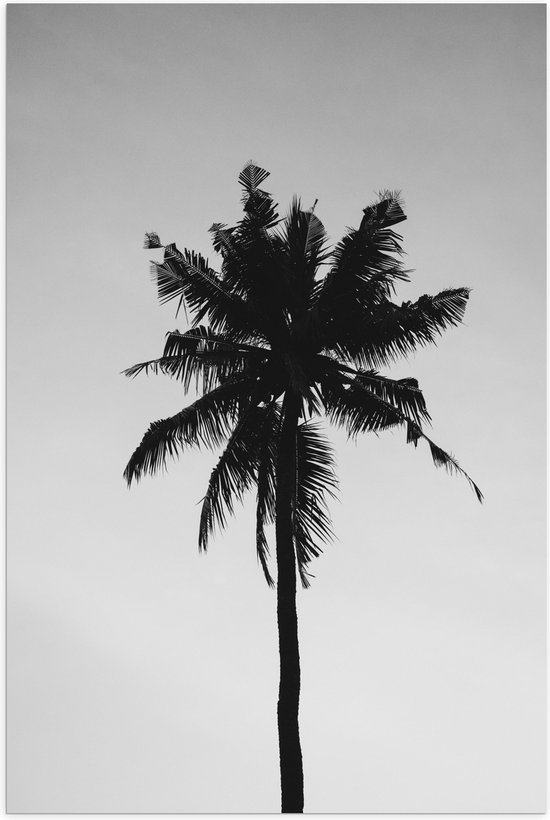 Poster (Mat) - Palmboom in het Zwart Wit - 80x120 cm Foto op Posterpapier met een Matte look