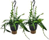 Plant in a Box - Epiphyllum Anguliger - Set van 2 - Zaagcactus - Succulent hangplant - Bloeiende Cactus - Pot 15cm - Hoogte 30-40cm