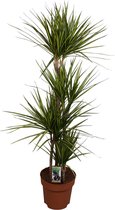 Dracaena marginata 'Sunray' ↨ 160cm - hoge kwaliteit planten