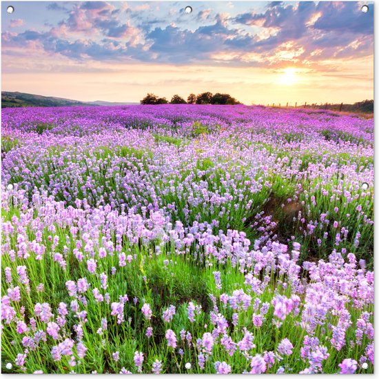 Tuinposter bloemen - Tuindecoratie lavendel paars - 100x100 cm - Tuinschilderij voor buiten - Tuindoek zonsondergang - Wanddecoratie tuin - Schuttingdoek - Balkon decoratie - Muurdecoratie natuur landschap - Buitenposter schutting